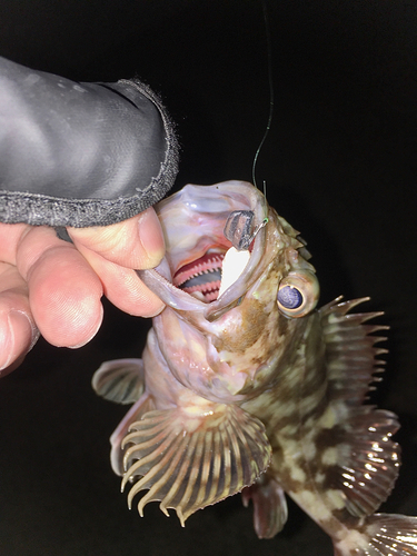 カサゴの釣果