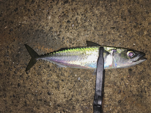 サバの釣果