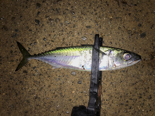 サバの釣果