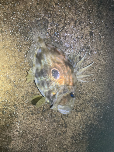 マトウダイの釣果