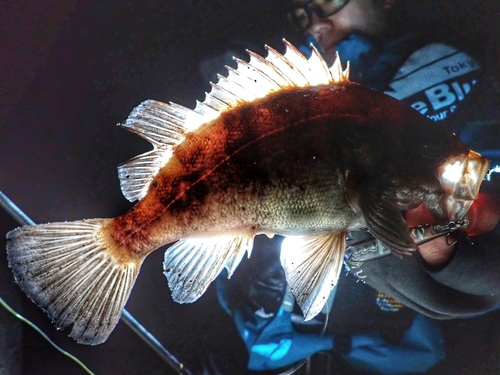 シロメバルの釣果