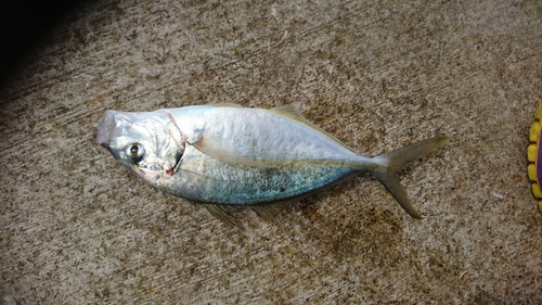 シマアジの釣果