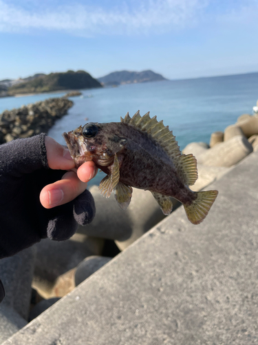 アラカブの釣果