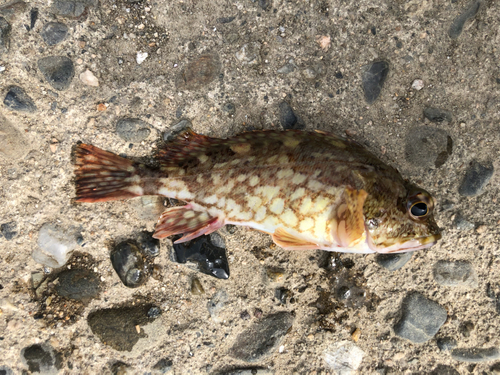 タケノコメバルの釣果