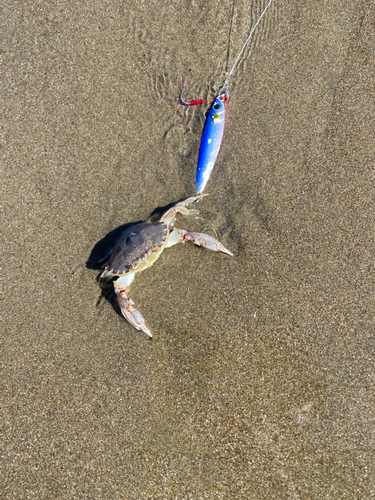 カニの釣果