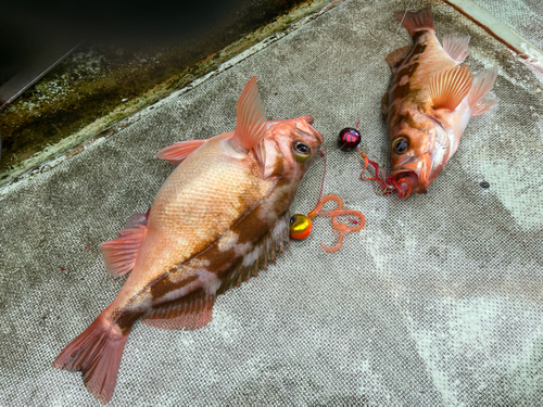 ウスメバルの釣果