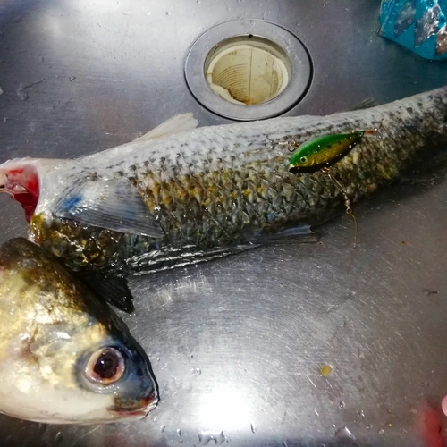 ボラの釣果