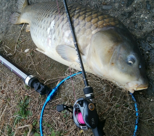 コイの釣果