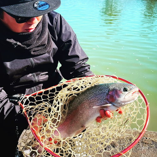 レインボートラウトの釣果