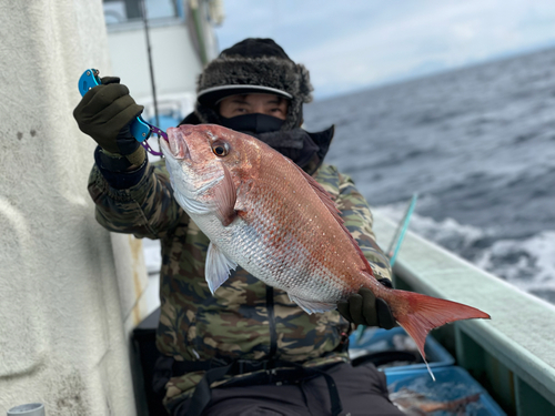 マダイの釣果