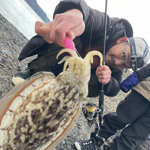 コウイカの釣果