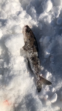 ホッケの釣果