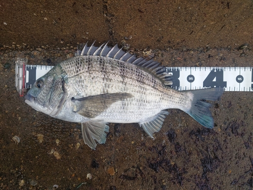 クロダイの釣果