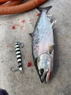 サクラマスの釣果