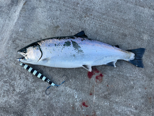 サクラマスの釣果