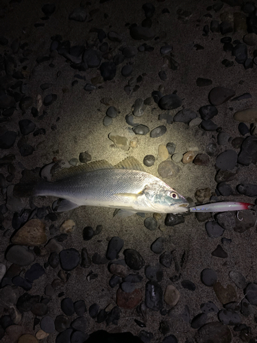 ニベの釣果