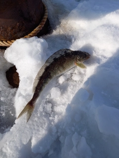 ホッケの釣果