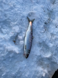 ニシンの釣果