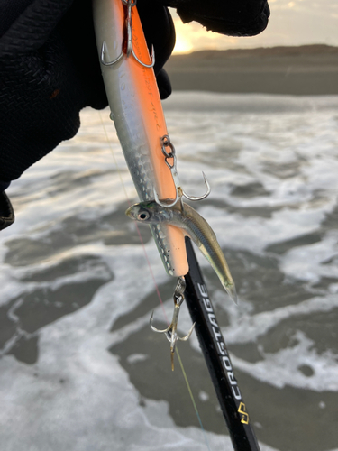 イワシの釣果