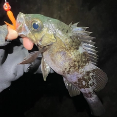 シロメバルの釣果