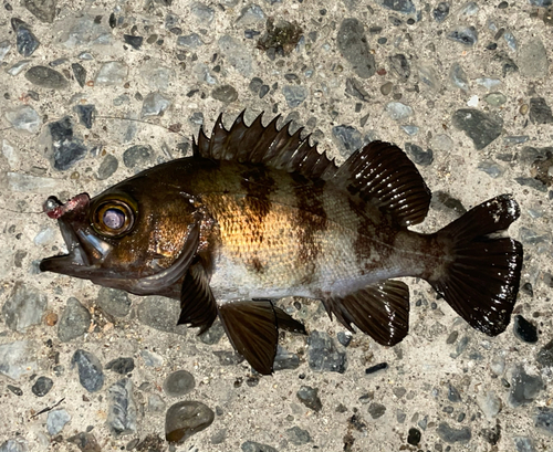 メバルの釣果