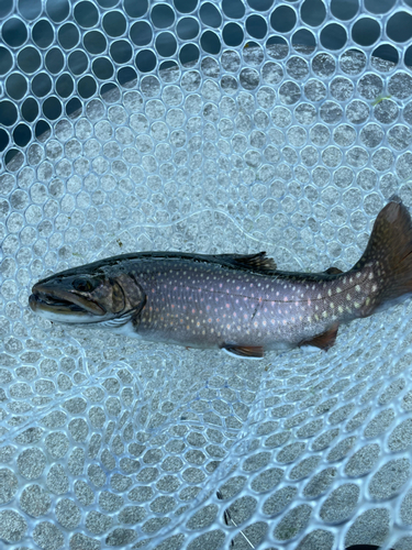 ニジマスの釣果