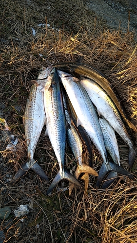 サゴシの釣果