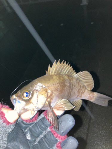 シロメバルの釣果