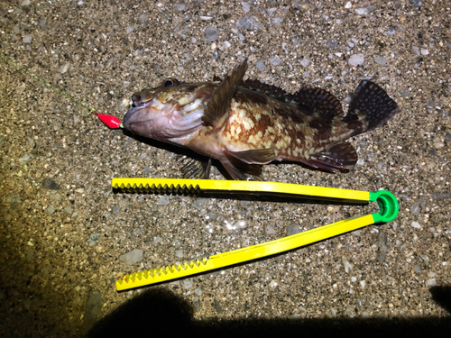 カサゴの釣果