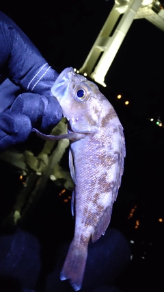 エゾメバルの釣果