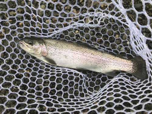 ニジマスの釣果