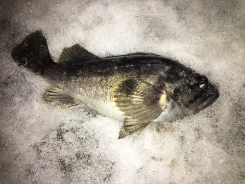 クロソイの釣果