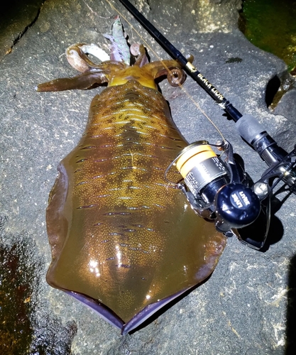 アオリイカの釣果