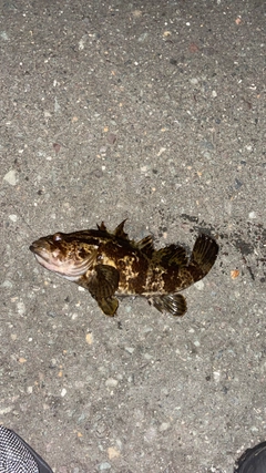 タケノコメバルの釣果