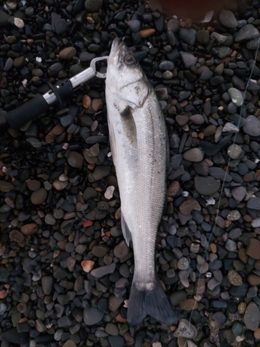 セイゴ（マルスズキ）の釣果