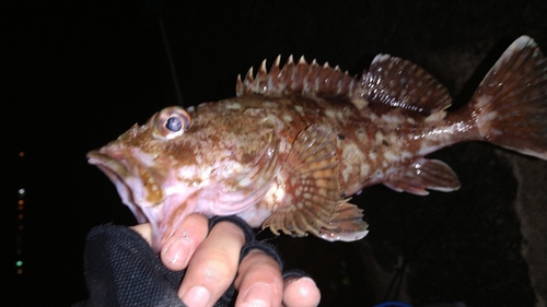 カサゴの釣果