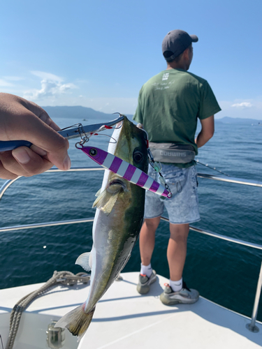 シロサバフグの釣果