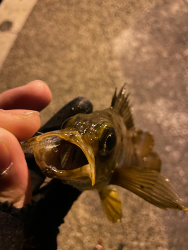 メバルの釣果