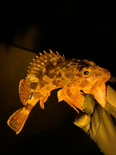 釣果