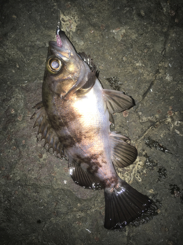 メバルの釣果