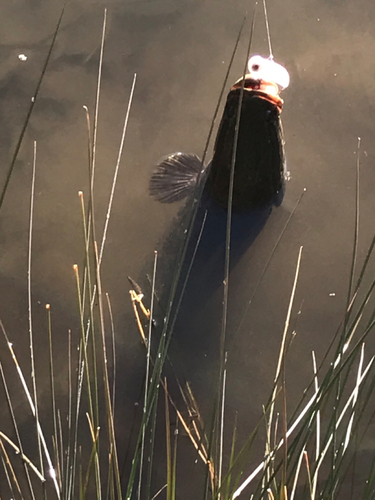 ライギョの釣果