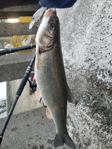 ウグイの釣果