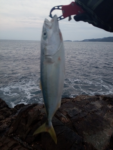 ハマチの釣果