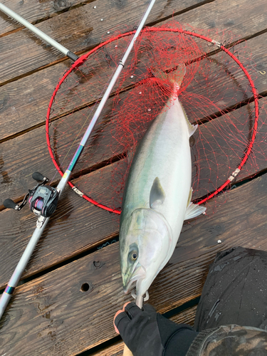 ワラサの釣果