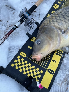 コイの釣果