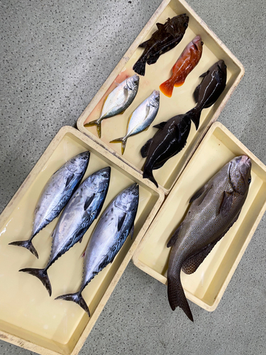 コロダイの釣果