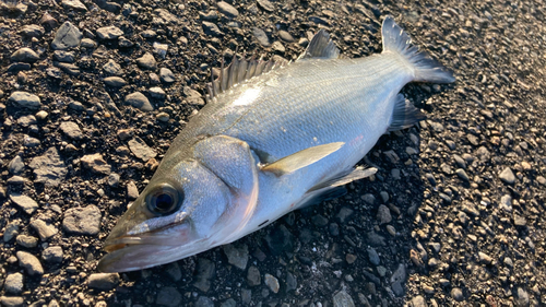 セイゴ（ヒラスズキ）の釣果