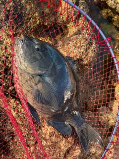 メジナの釣果