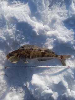 ホッケの釣果