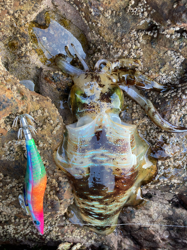 アオリイカの釣果